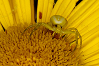 Misumena vatia Misumena vatia